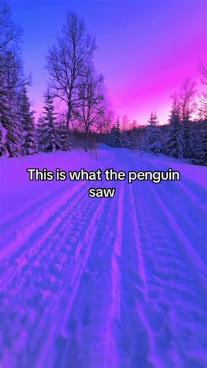 A Penguin's Eye View of the Mountain Habitat