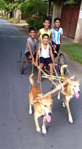 Fun Ride with Dog Cart — Too Cute! ❤️🐾🐕✨🐶