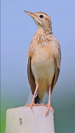 Paddy field Pipit beautifully perched