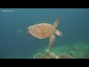 How to protect sea turtles during nesting season