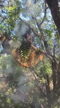 🐝 Bees and Honey 🐝bees and honey ASMR, honey ASMR, honey sounds, bees buzzing, nature ASMR,