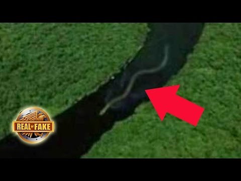 World's BIGGEST SNAKE Photo- real or fake?