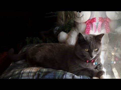 CharlieBear 🐈 Just 11 More ❤️😊✨️!!! to ONE THOUSAND!!!