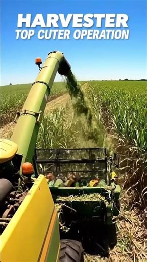 How Sugar Cane Harvesters Work #suger #shorts #mill #farming #factory