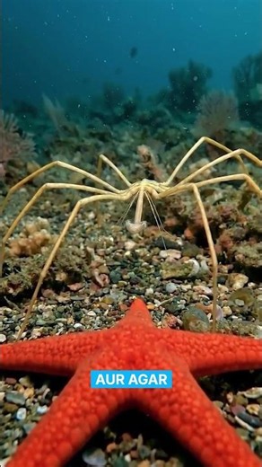 This is not a spider #MarineBiology #AntarcticOcean #PolarGigantism #DeepSeaCreatures #SeaSpider
