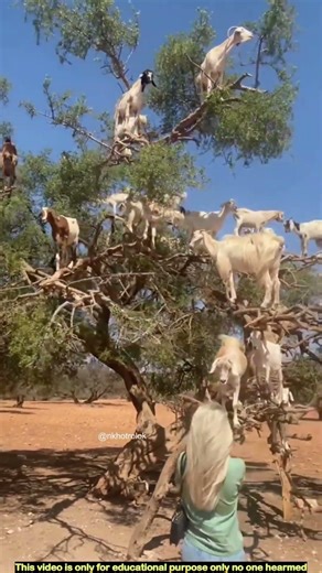 Tree climbing goats in Morocco! A strange mystery of Morocco. Tree climbing goats in Morocco