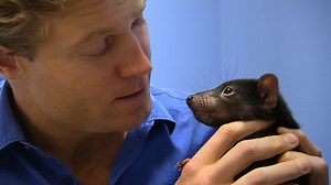 Watch a Tasmanian devil return to full strength after injury