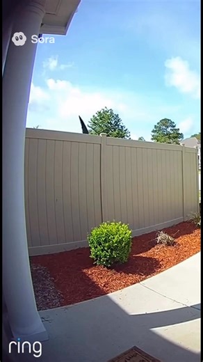 Alligators can climb fences | The Varney Family