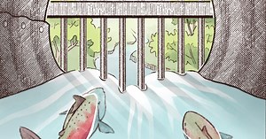 See what WA’s most expensive salmon program is trying to fix, in illustrations