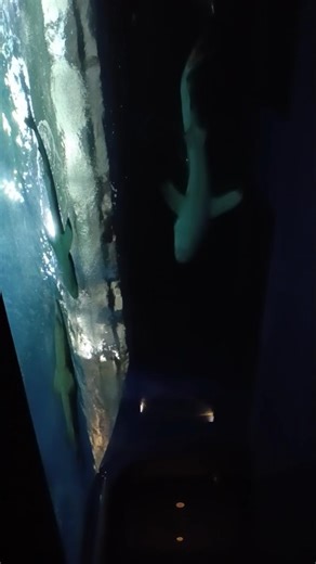 サメが頭上を泳ぐエスカレーター【アクアワールド茨城県大洗水族館】