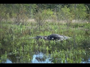 Fly Fishing and Canoe Camping in the Okefenokee Swamp | Infested with Alligators