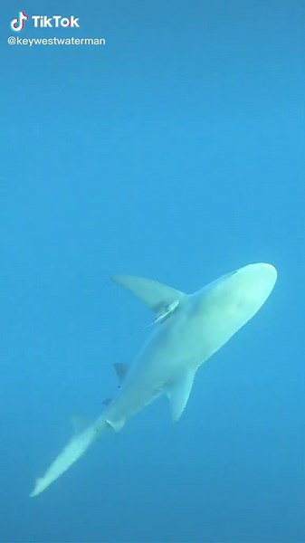 Grumpy shark. #justthetip