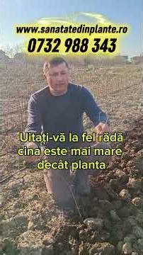 De ce curmalul chinezesc crește puțin în primul an? Adevărul este în rădăcină!