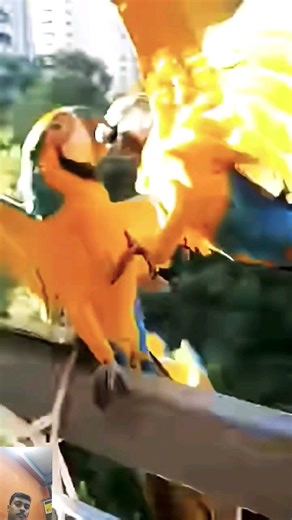 Macaw fighting video #parrot #birds #macaw #cockatoo #parrots