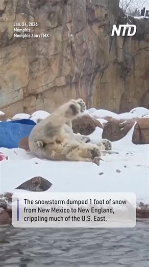 9.8K views · 104 reactions | Footage released on Saturday (January 24) shows a polar bear at the Memphis Zoo engaging in playful behavior, rolling around in the snow from a major snowstorm that swept across the United States. | NTD Television | Facebook