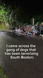 Pack of dog destroying Boston city #scary | Wout Company