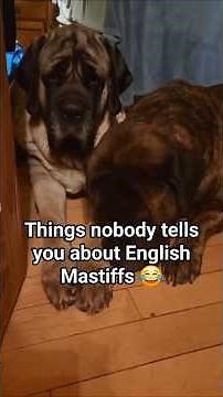 Why English Mastiffs Rule Your Couch 😂 #EnglishMastiff #Dogs #CouchLife