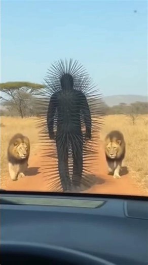 Two Male Lions Charge Spiked Suit Man on Savanna Path: Insane Close Encounter