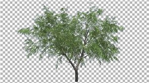 Honey Mesquite Tree Flowers Thin Trunk Narrow