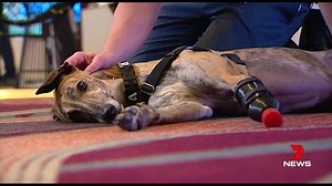 Millie the greyhound never made it onto the racetrack...but she's bounding around like a pup thanks to her 3D-printed leg! STORY: http://bit.ly/2xNaGvz | The West Australian
