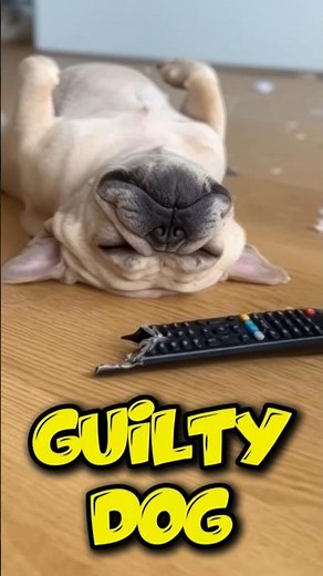 Ultimate Guilty Dog Compilation! 🐶💔 Try Not to Laugh #Shorts