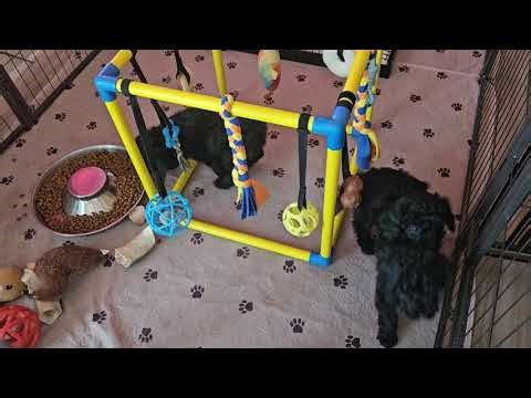 9 week old Goldendoodle puppies! 1 available 