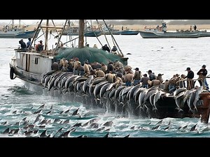 Cod Fishing Methods in the Ocean, Modern Ships Pull Up Hundreds of Tons of Large Cod!