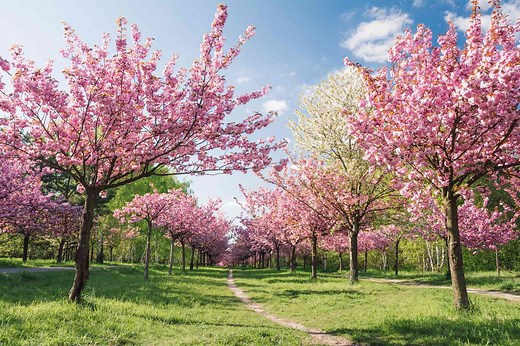 Spring in Germany: Weather and Event Guide