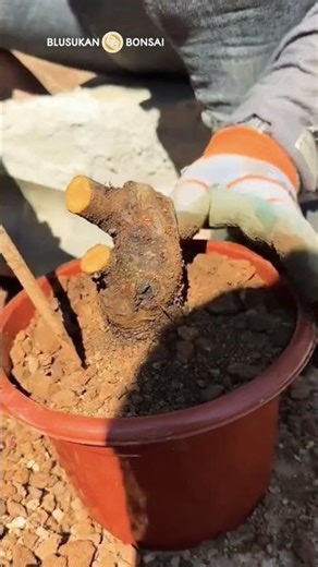 How to first plant firethron bonsai tree material #bonsai #bonsaitree #caraperawatanbonsai