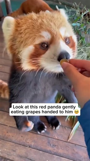 RedPanda_Gallery on Instagram: "This red panda looks like it just realized bamboo prices went up again 😂🐼🍃 What do you think it’s complaining about? Drop your funniest comment! 👇🤣” #RedPanda #RedPandaLove #RedPandasOfInstagram #CuteAnimals #FunnyAnimals #AnimalHumor #WildlifePhotography #CuteAnimalVideos #AdorableAnimals #WildlifeLovers #TrendingReels #ExplorePage #ViralReels #ReelsInstagram #FunnyCaption #AnimalComedy #DailyCuteness #KawaiiAnimals #Fluffy