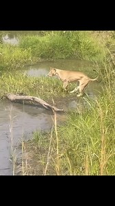 This moment reflects the harsh reality of nature only the strongest and most strategic can survive when resources are limited. 📲 For booking & inquiries: WhatsApp 255754042154 #Serengeti #TanzaniaSafari #PredatorVsPrey #WildlifeExperience #BigCats #AfricanSafari #TanzaniaAdventuresGroup #NaturePhotography #SafariLife #WildlifeConservation #SavannahLife #GroupSafari #DiscoverTanzania #SafariHoliday #WildlifeSafari #ExploreAfrica | Tanzania Adventures Group