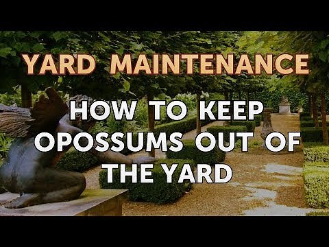 How to Keep Opossums Out of the Yard