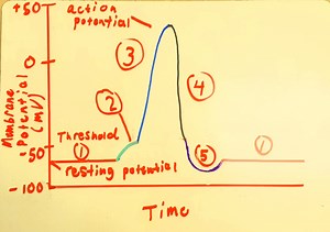 Action Potential and Resting Potential
