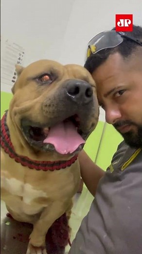 Dog reacts to invasion and prevents burglary at a residence in the interior of São Paulo #shorts