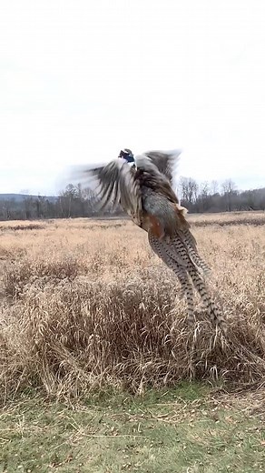 7.9K views · 242 reactions | Did you know, DEC raises and releases...