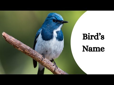 Learn Bird Names with Pictures | Easy Learning for Kids | Kid’s Smart Steps