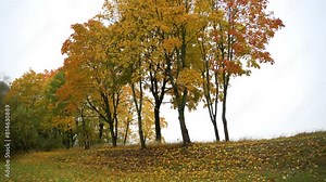 Fall-color trees at the park against cloudy sky on a foggy sunrise