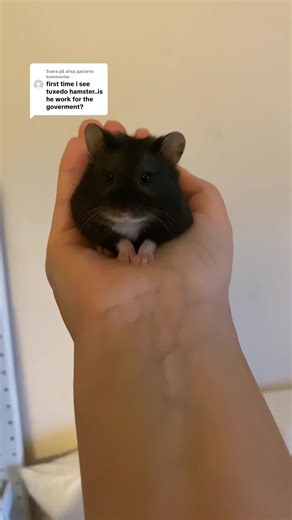 Should I Be Worried About My Campbell's Dwarf Hamster?