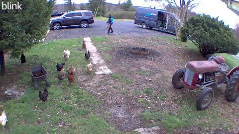 Delivery driver confronted by chicken army