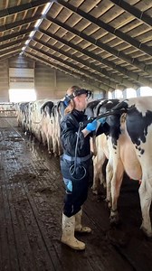 Cow Pregnancy Test | Julie J