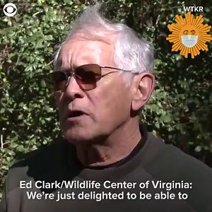 Here’s the moment a rescued bald eagle was released back into the wild in Virginia on Election Day. | CBS Sunday Morning