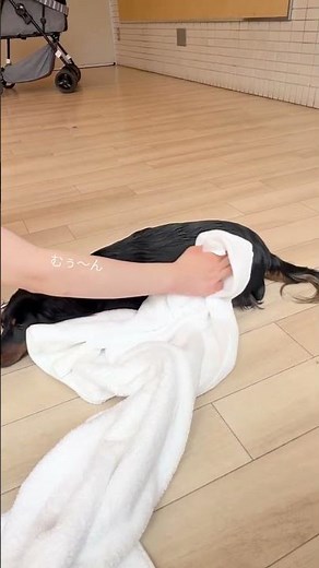 水無し簡単！もこもこ泡でハーバル ドライシャンプー