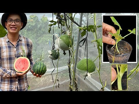 Grafting Watermelons With Pumpkin | Plants Growing Watermelon At Home | VN Gardener