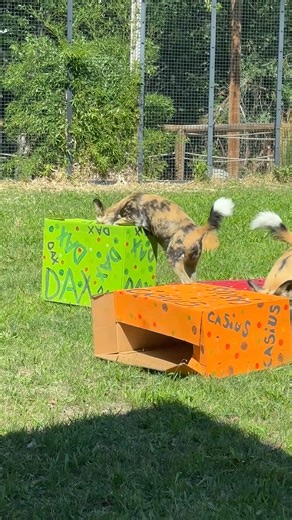 8.3K views · 444 reactions | Today is World Painted Dog Day! Also...