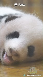 I can’t stop watching the newborn panda baby, and I can’t stop yawning with it. #HiPanda #PandaMoment #ChengduPandaBase #HowGiantPandasGrowUp For more panda information, please check out: https://en.ipanda.com | iPanda
