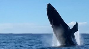 Northern migration winds down in Mid North Coast waters - NBN News