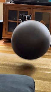 1.6M views · 30K reactions | Happy dog 殺 | Ashley Smith | Facebook