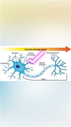 Functions of main parts of ￼Nerve cell