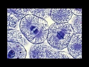 White Fish Blasto disk Mitosis