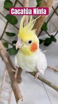 CACATUA NINFA cantando y divirtiendose canto de cacatuas #ninfa